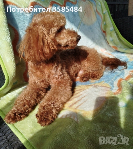 Mini poodle/Мини пудел , снимка 13 - Пудели - 53463482