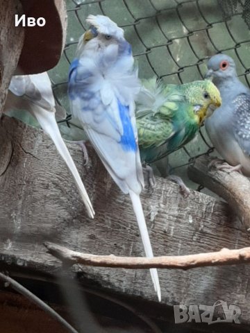 Ръчно хранени папагали , снимка 12 - Папагали - 37739280