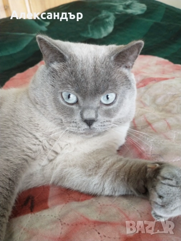 Шотландски , снимка 2 - Британска късокосместа - 52565903