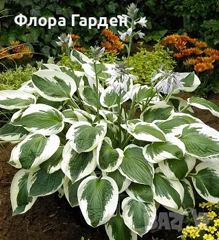 ХОСТА, АСТИЛБЕ - Коренища/ ПРЕДВАРИТЕЛНИ ПОРЪЧКИ, снимка 8 - Градински цветя и растения - 49488937