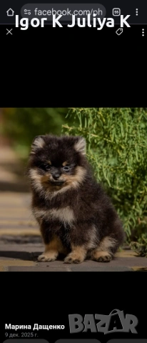Померанчета, пухави топки