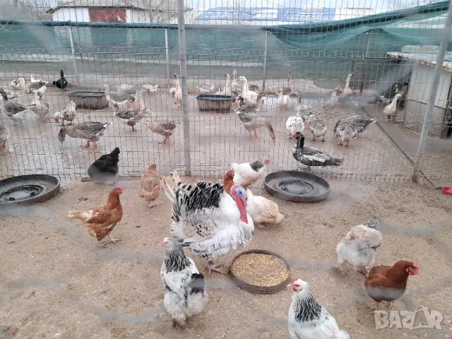 Продавам гъски и патици, снимка 4 - Патици и гъски - 49680390