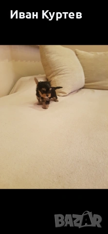 Йоркширски териер Мини 