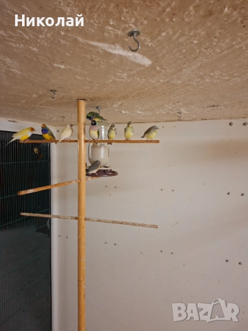 Мозамбикски Канарчетата!, снимка 4 - Амадини - 52827113