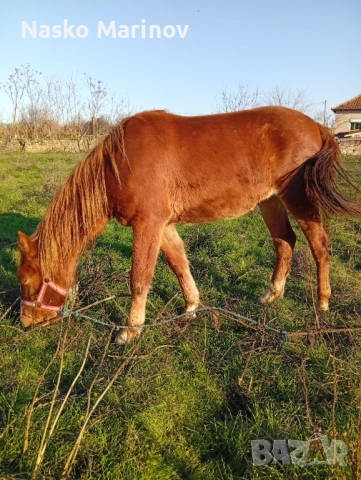 Кобила с ж.конче, снимка 3 - Коне - 52631224