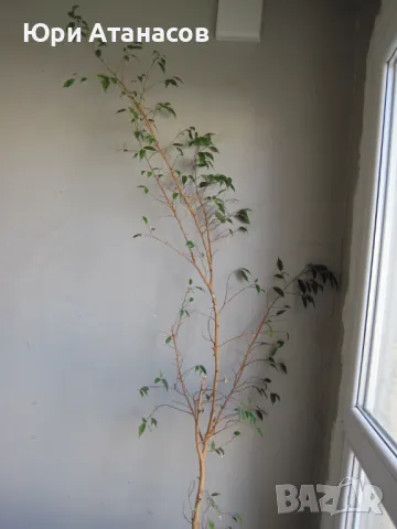 Фикус на Бенджамин, снимка 3 - Стайни растения - 47620775