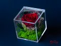 Естествена Вечна Роза в Акрилна Кутия / Уникален Подарък за Рожден Ден / Жива Вечна Роза в Кутия, снимка 5