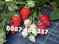 Продавам качествен разсад ягоди , снимка 5