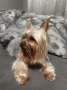 чисто кръвни йорки, снимка 5