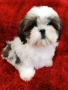 Кученца Ши Тцу /SHIH TZU FCI pedigree , снимка 6