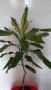 ДРАЦЕНА -  шарена - Висока 1 метър , снимка 1 - Стайни растения - 38141517