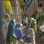 продавам валнисти папагали, снимка 2