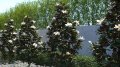  Разкрасете Градината и дома си със QUEEN Магнолия Grandiflora вечнозелена 140 см, снимка 7