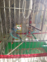 Вълнисти папагали на една годинка, снимка 1 - Папагали - 44906975