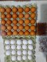 Оплодени яйца лекхорн и Ломан Браун 0.90, снимка 1 - Кокошки и пуйки - 43126374