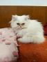 Продавам персийски котенца , снимка 1