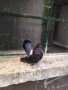 Магнитогорски руски гълъби , снимка 10