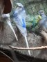 Ръчно хранени папагали , снимка 12