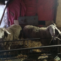 Агнета и Овце , снимка 4 - Овце - 44879054