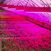 3W Full Spectrum Plant Grow LЕD (380nm-840nm) Пълноспектърни светодиоди за отглеждане на растения , снимка 5 - Друга електроника - 32959697