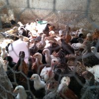 Пилета, еднодневни Бройлери и пъдпъдъци, снимка 7 - други­ - 32977740