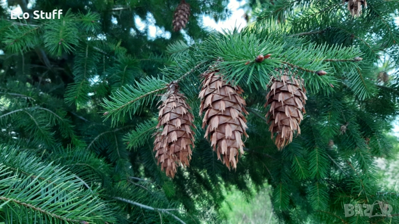 Семена от иглолистни дървета-Секвоя Бор Смърч Кедър Ела Тис Кипарис Туя Криптомерия Гинко, снимка 1