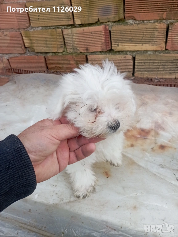 Малтийска болонка , снимка 1