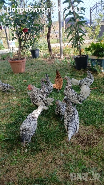 сребърен зибрайт , снимка 1