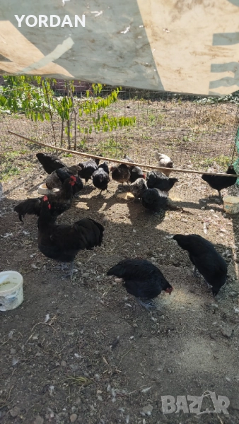 Австролоп , снимка 1