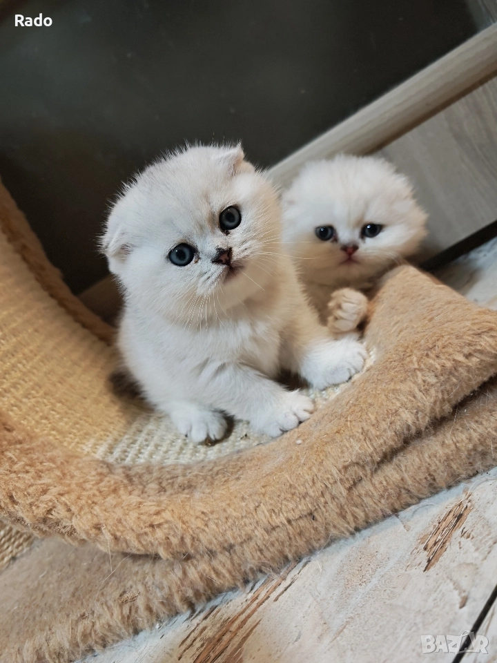 Клепоухи и правоухи сребърни чинчили , снимка 1