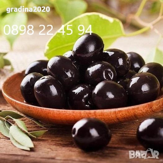 Маслина- Налични 3  сорта  , снимка 1