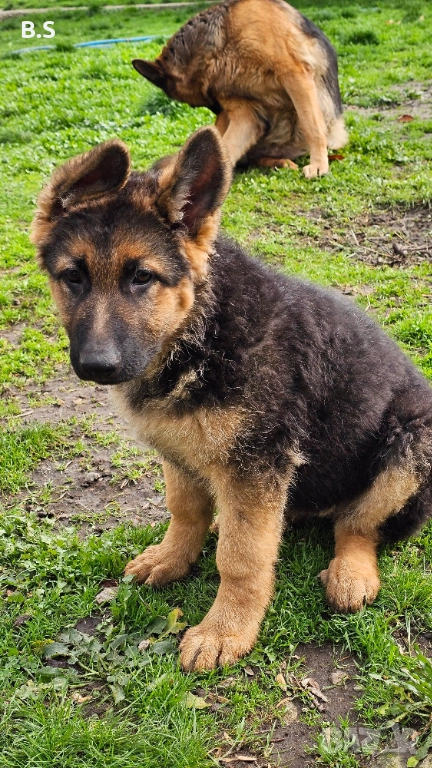 Немска овчарка женска , снимка 1