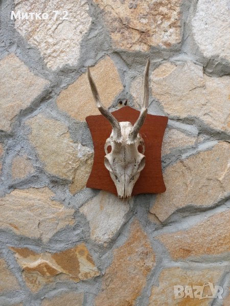 Ловен трофей от сръндак, снимка 1