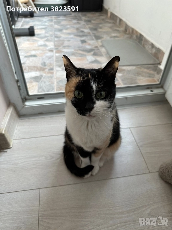 Търсим дом на женско котенце с направени ваксини, паспорт и изследвания, снимка 1