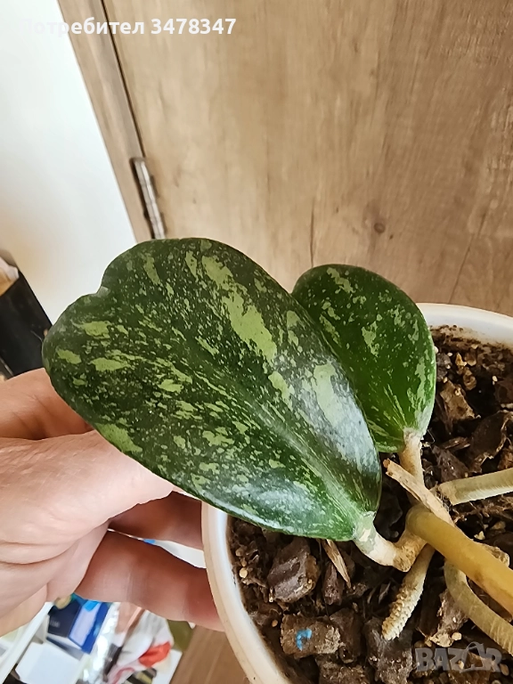 Хоя Kerii splash, снимка 1