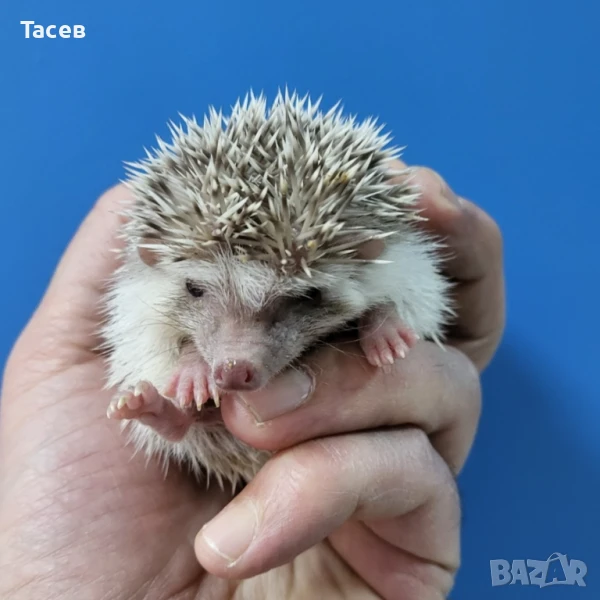 Африкански мини таралежчета, снимка 1