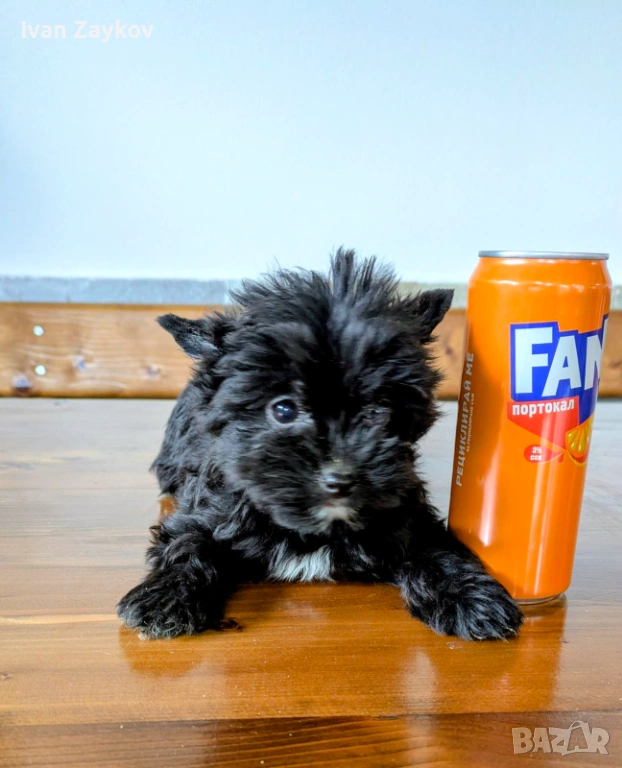 Продавам мини йорки ,черни перли - две момчета., снимка 1