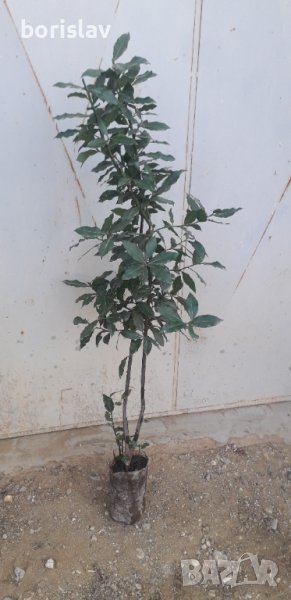 Промоция на дафинов лист - лаврово дърво, снимка 1