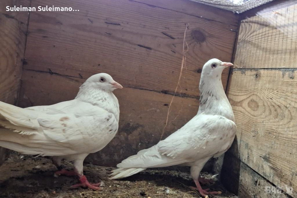 Кенери 15 евро двата, снимка 1