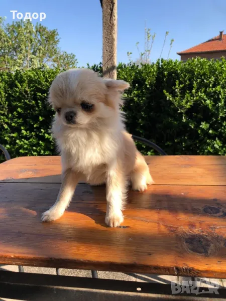 Продавам мини чихуахуа , снимка 1