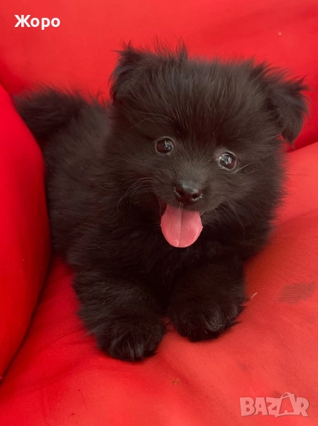 Померан мини шпиц, снимка 1