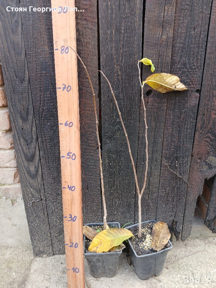 дръвчета асимина трилоба в контейнер , снимка 1