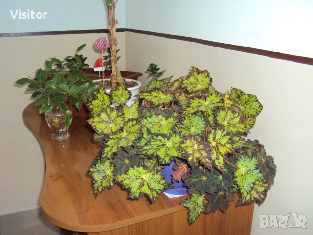  Sony Cyber-shot DSC-W180 10.1MPx, снимка 15 - Фотоапарати - 52676616