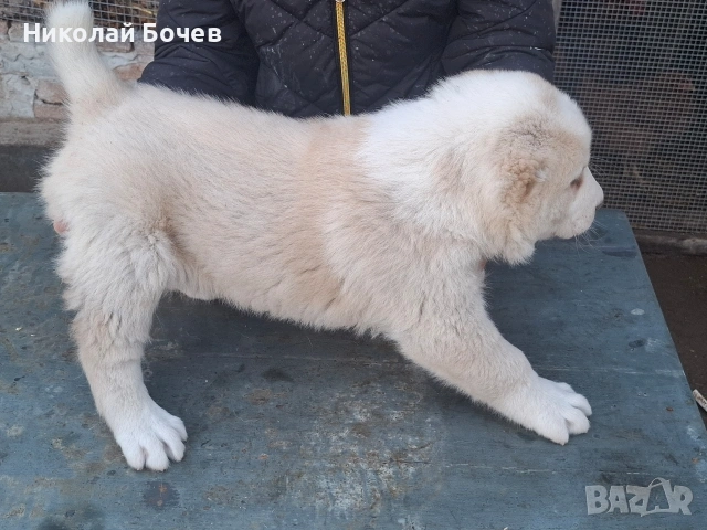 АЛАБАЙ, снимка 4 - Алабай - 53395565