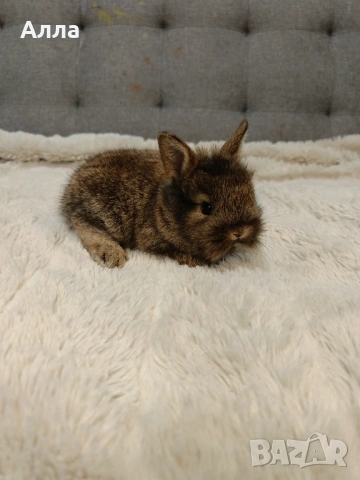 Декоративни зайчета, ангора, снимка 7 - Декоративни зайчета - 53088198