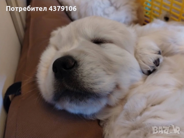 Голдън ретривър момче, снимка 6 - Голдън ретривър - 53087370