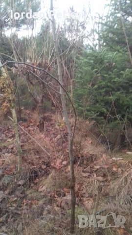 Фиданки чинар , снимка 5 - Разсади - 34021424