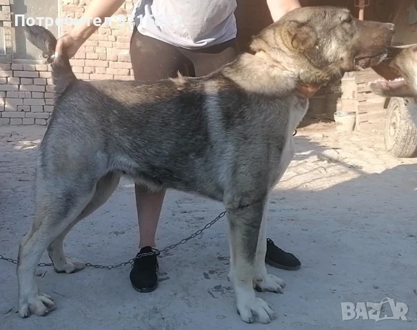 Вълкодав , снимка 1