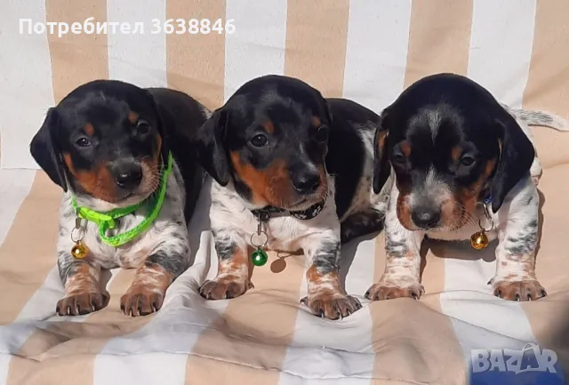 Мини дакел( пиебалд бриндъл)