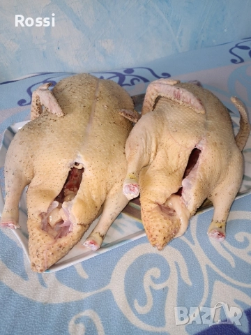 Домашни пилета,патици